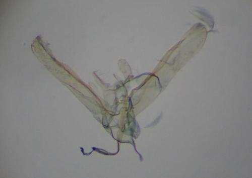 Elachista stabilella